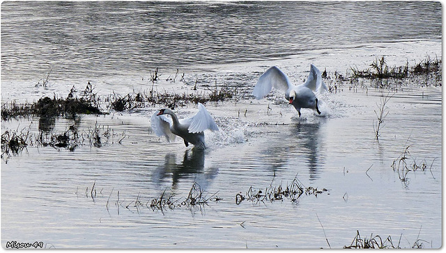 SAINTE GEMMES sur LOIRE