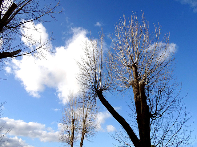 The branches without leaves are so slender!