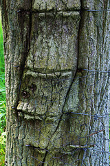 Scarification d'un tronc d'arbre