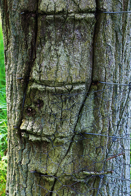 Scarification d'un tronc d'arbre