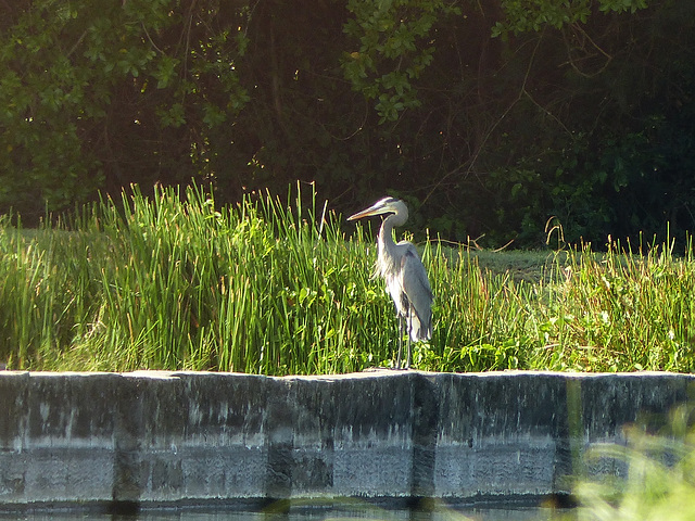 Great Blue Heron, on way to Tobago airport