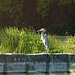 Great Blue Heron, on way to Tobago airport