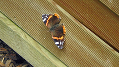 Red Admiral