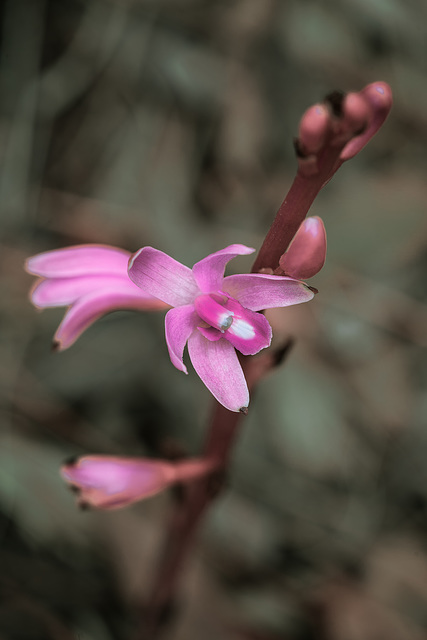 Hexalectris grandiflora (Giant Crested Coralroot orchid)