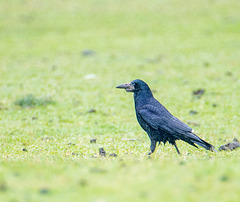 Crow