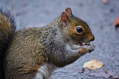 Squirrel with its nut lunch