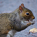 Squirrel with its nut lunch