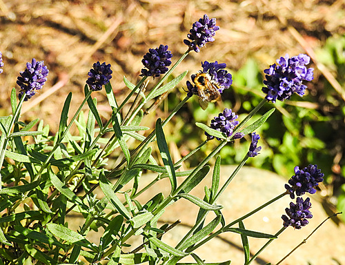 20200621 8748CPw [D~LIP ] Honigbiene, Lavendel, Bad Salzuflen