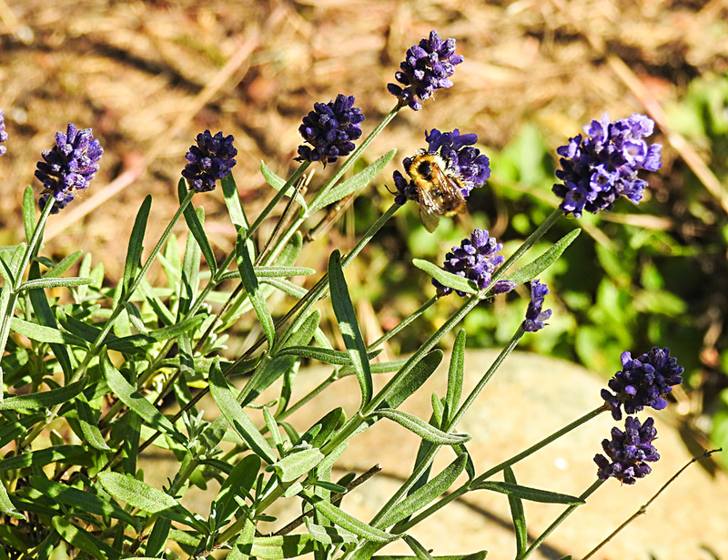 20200621 8748CPw [D~LIP ] Honigbiene, Lavendel, Bad Salzuflen
