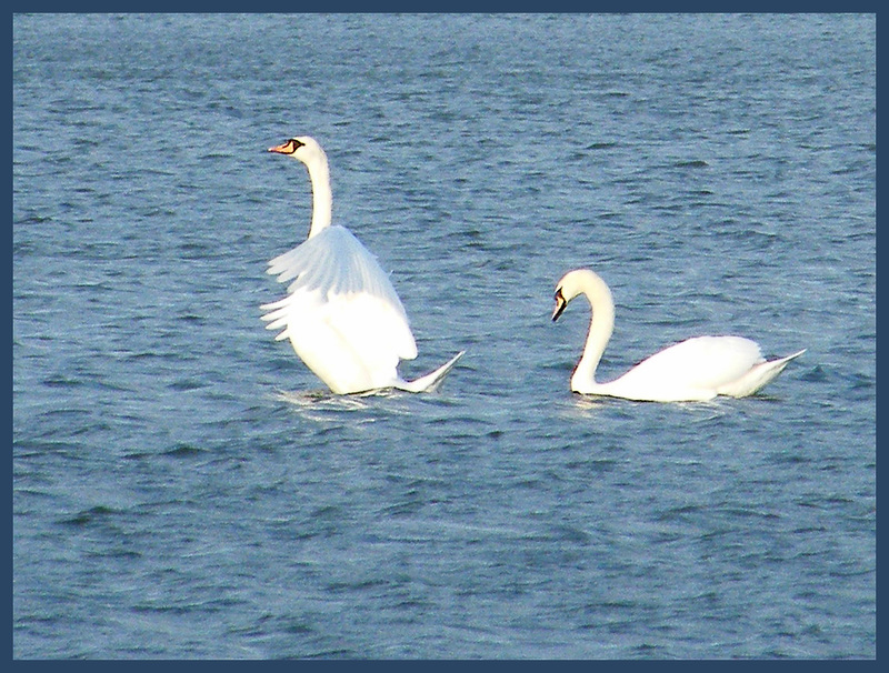 white swans