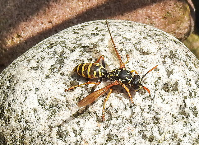 20230613 0931CPw [D~LIP] Haus-Feldwespe (Polistes dominula), Bad Salzuflen