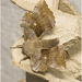 IMG 0090 Poplar Hawk Moth