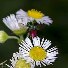 Auf, zur nächsten Blüte!