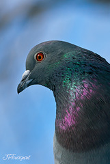 Pigeon biset IMG 0737