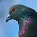 Pigeon biset IMG 0737