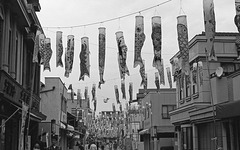 Carp streamers