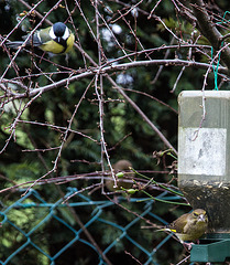 20141228 6134VRAw [D~RI] Kohlmeise (Parus major), Grünfink [w+m] (Carduelis chloris), Rinteln