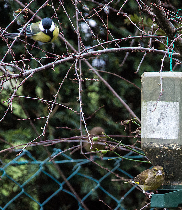 20141228 6134VRAw [D~RI] Kohlmeise (Parus major), Grünfink [w+m] (Carduelis chloris), Rinteln