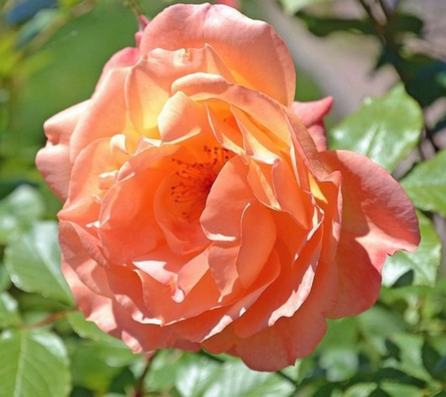 Une jolie rose...pour vous !