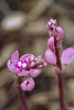 Hexalectris grandiflora (Giant Crested Coralroot orchid)