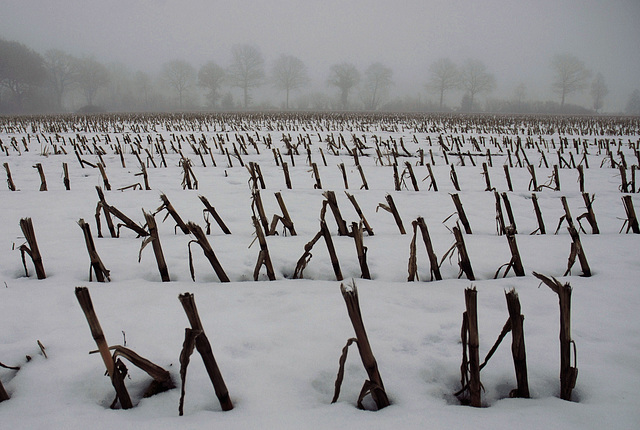 Maisfeld im Dezember