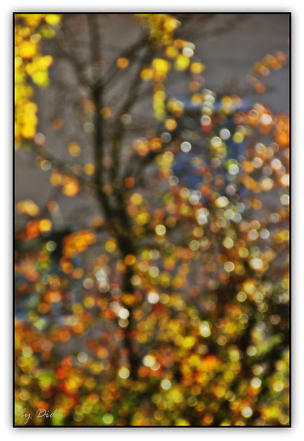 Autumn bokeh ③