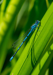 Damsel fly, 7Burton wetlands