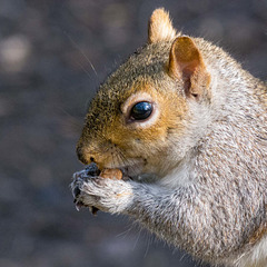 Squirrel with its nut