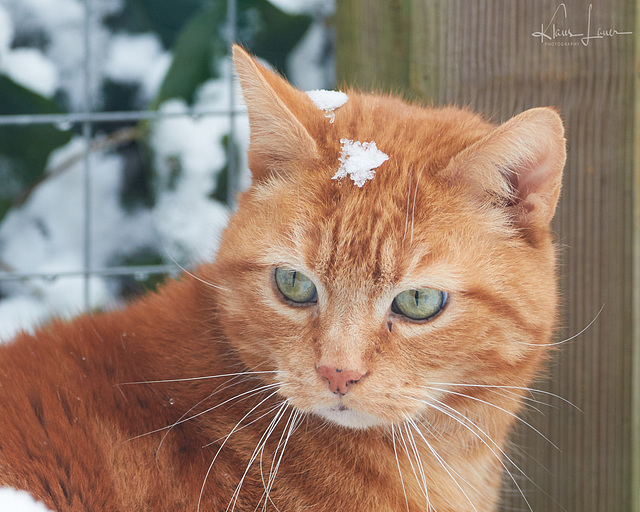 Micky im Schnee