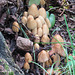 A welcome cluster of mushrooms