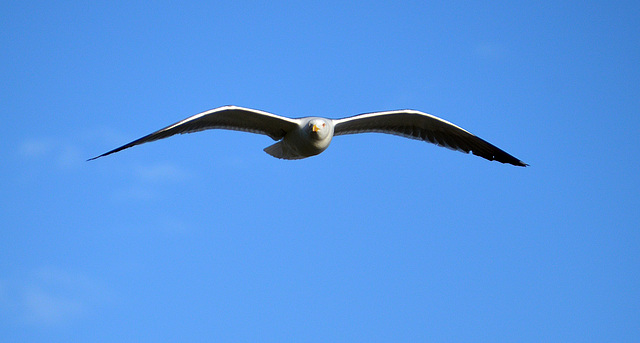 Möve im Flug