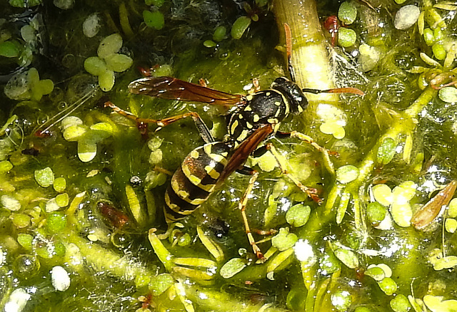 20230613 0932CPw [D~LIP] Haus-Feldwespe (Polistes dominula), Bad Salzuflen