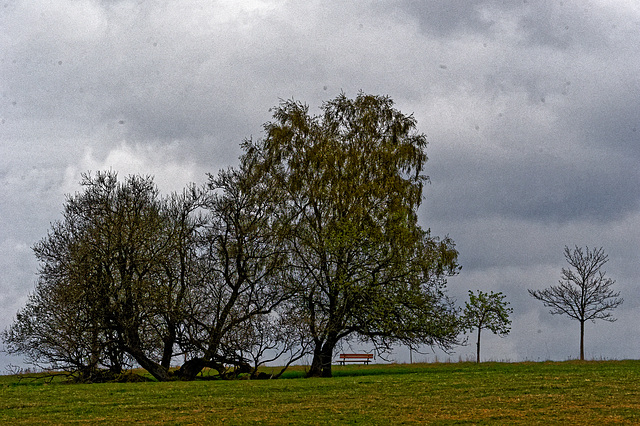 20250413+18+19_Benneckenstein Umfeld Moserteich,Carlshausturm