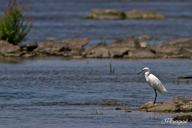 Aigrette garzette  MG 1232