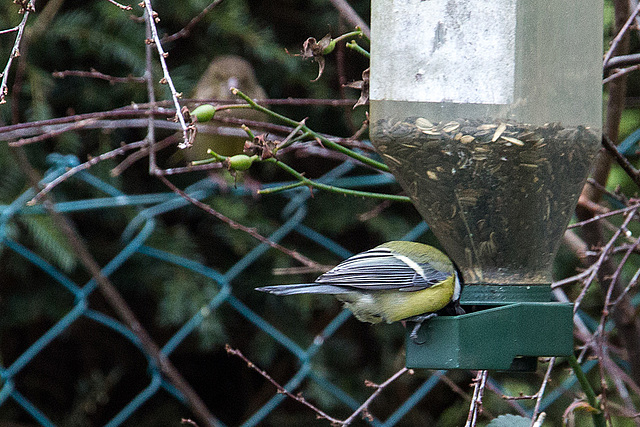 20141228 6135VRAw [D~RI] Kohlmeise (Parus major), Grünfink (Carduelis chloris), Rinteln