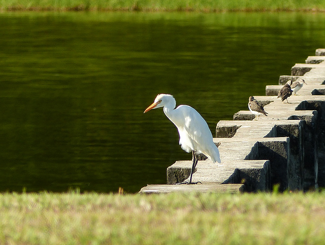 Cattle Egret, on way to Tobago airport