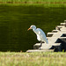 Cattle Egret, on way to Tobago airport