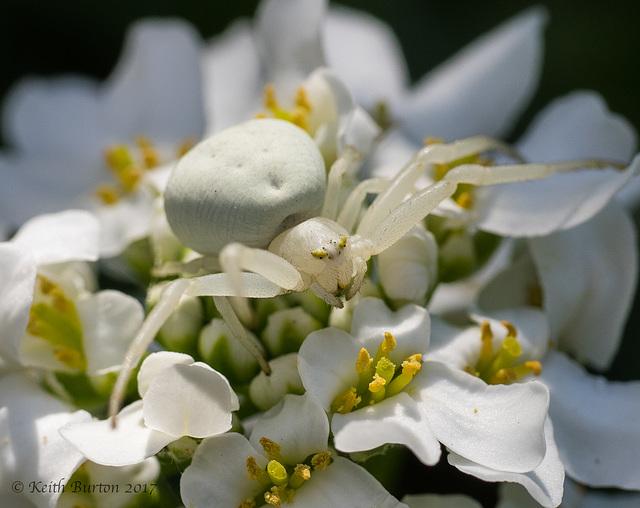 Crab Spider