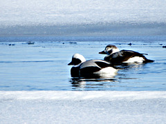 Old Squaw (Clangula hyemalis)