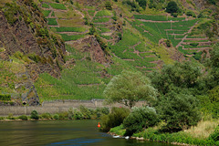 Calmont, der steilste Weinberg Europas