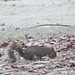 Winter Squirrel 01