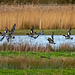 Ducks in flight