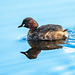 Little grebe