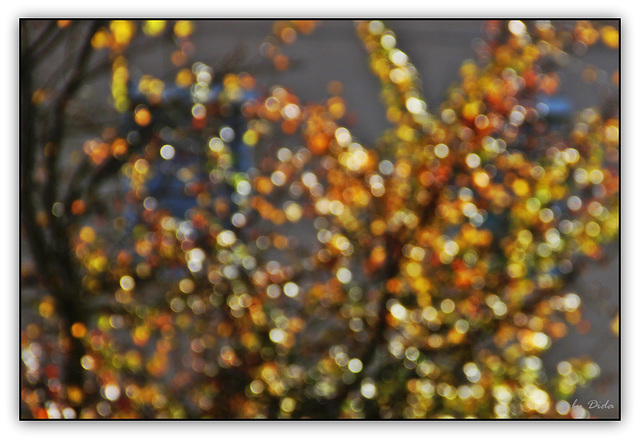 Autumn bokeh ②