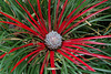 Fascicularia bicolor