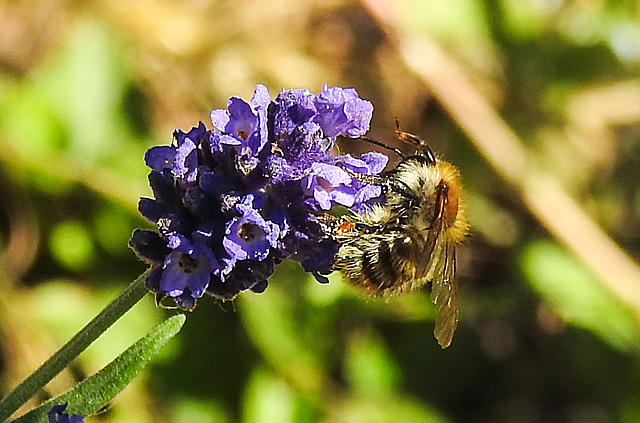 20200621 8750CPw [D~LIP ] Honigbiene, Lavendel, Bad Salzuflen