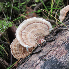 Turkey tails