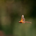 Brown hawker