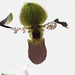 Orchid 140Canon 22imagestack