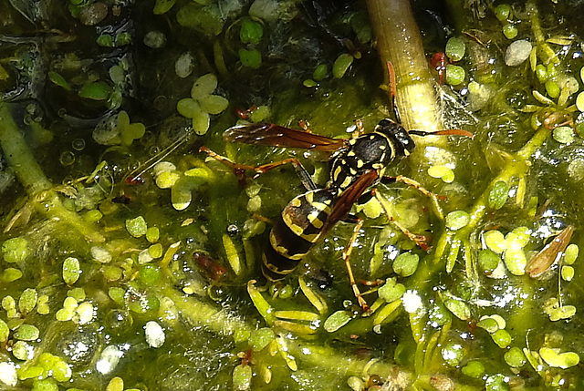 20230613 0933CPw [D~LIP] Haus-Feldwespe (Polistes dominula), Bad Salzuflen